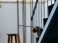 -喵屿·大理花园猫咖