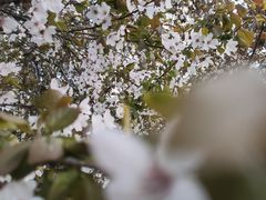 -桃花堤公园