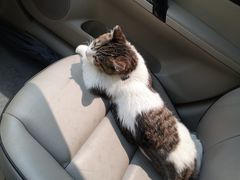 -纳吉亚猫专科动物医院·北北分院