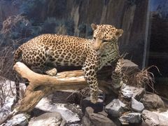 -陕西自然博物馆