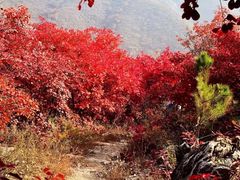 -北京西山国家森林公园