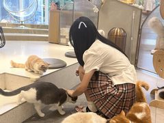 -飞行喵MR PILOT|猫舍·猫咖(静安大融城店)