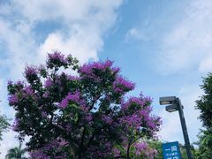 -荔湾湖公园