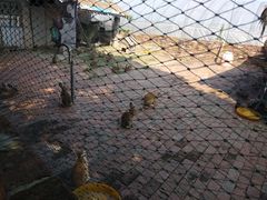 -金稼园·金平湖农家菜