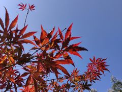 -广州市帽峰山景区