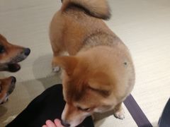 -逗柴咖啡屋·狗咖猫咖宠物桌游