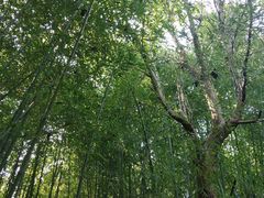 -竹泉村旅游度假区