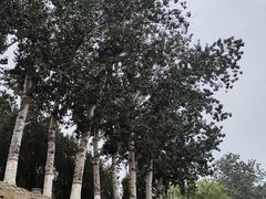 -赵州桥景区