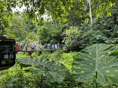 -西双版纳原始森林公园