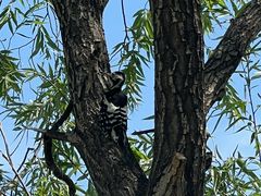 -野鸭湖国家湿地公园