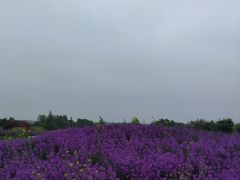 -泗洪洪泽湖湿地景区