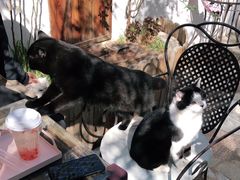 -喵屿·大理花园猫咖