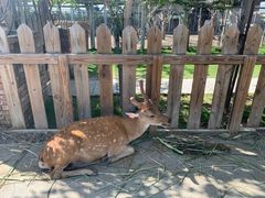 -鹿境梅花鹿生态园区