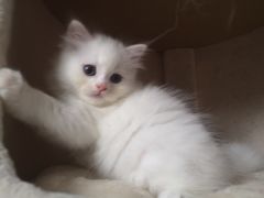 -纳吉亚猫专科动物诊疗中心(蒋宅口分院)
