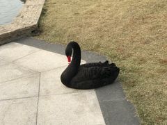 -行者书屋大堂吧 ·下午茶(南京圣和府邸酒店)