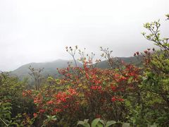 -大围山国家森林公园