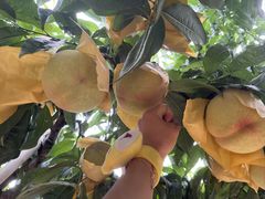 -老袁家蜜桃农场·阳山水蜜桃