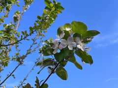 -海棠花溪(元大都城垣遗址公园)