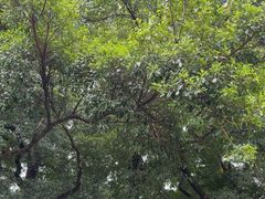 -桂林独秀峰王城景区