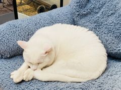 -有猫主题·治愈系猫咖(曾厝垵店)