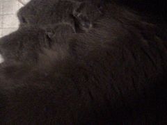 -萌兽医馆·宠物医院·猫骨科(创景店)