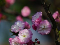 -高东镇樱花园