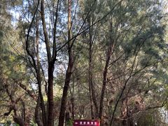 -北海金海湾红树林生态旅游区