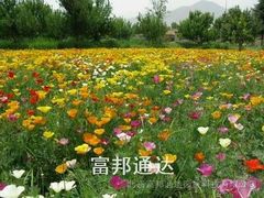 -昆山城市生态森林公园