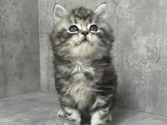 -小猫来了·猫舍(红山六九七九店)