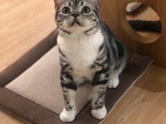 -猫和宫(六道口店)