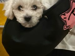 -全心全意连锁动物医院·特色中医诊疗(会城门分院)