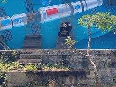 -中国大熊猫保护研究中心雅安碧峰峡基地