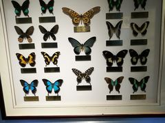 -上海昆虫博物馆