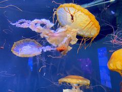 -成都浩海立方海洋公园