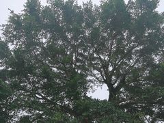 -东部华侨城