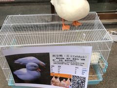 -中环花鸟鱼虫市场