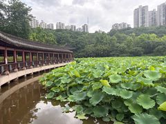 -龙头寺公园