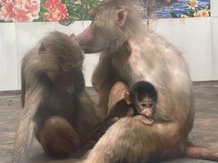 -西安秦岭野生动物园