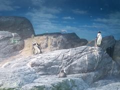 -暹罗海洋世界