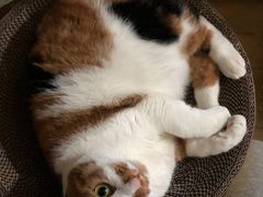 -艾贝尔宠物诊疗