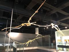 -墨尔本博物馆(Melbourne Museum)