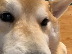 -柴务处·柴犬主题狗咖