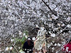 -广州市流溪河国家森林公园