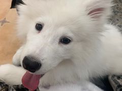 -Let's go狗咖·猫咖·奶狗·桌游(春熙路IFS店)