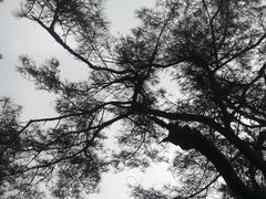 -缙云山景区