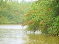 -大湾区中央湿地公园