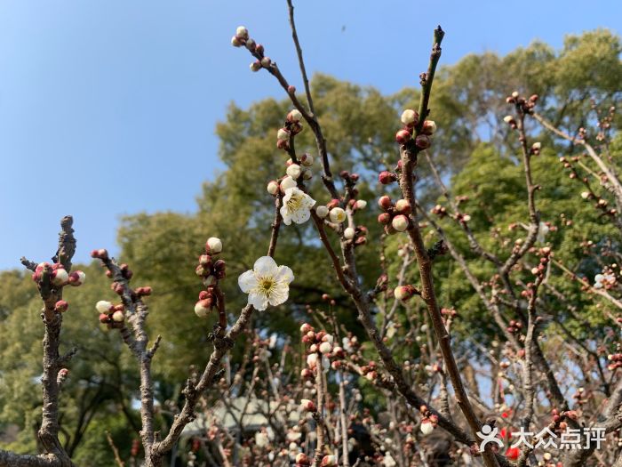 无锡梅园公园图片