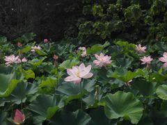 -荆川公园