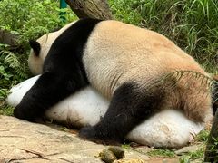 -广州长隆野生动物世界