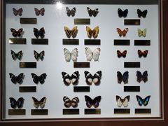 -上海昆虫博物馆